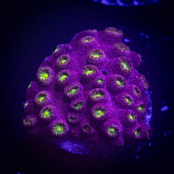 Bling Bling Cyphastrea